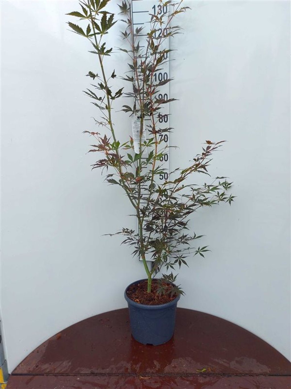 Acer pal. 'Sumi-nagashi' - C10 80-100 CM